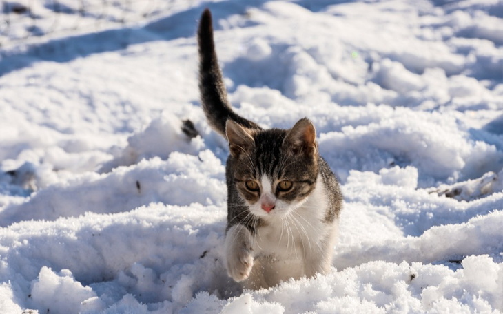 Zbiórka Pozwólmy kociakom przetrwać - zdjęcie główne