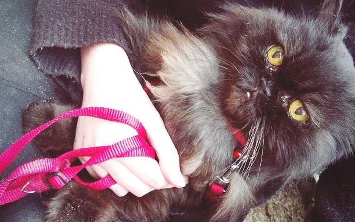 Zbiórka Mia- pers niewydolność nerek - zdjęcie główne