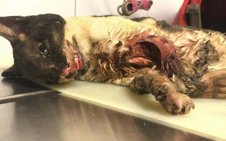 Zbiórka Spalona Nela - zdjęcie główne