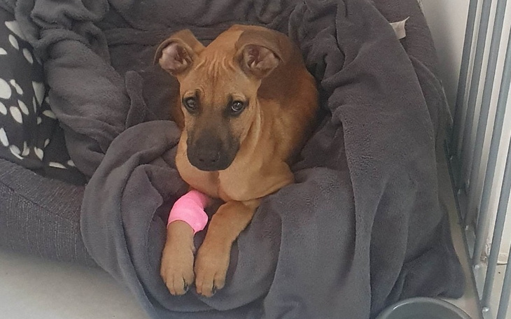 Zbiórka Na pokrycie leczenia Serka - zdjęcie główne