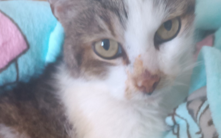 Zbiórka Pomóżcie uratować życie buraska - zdjęcie główne