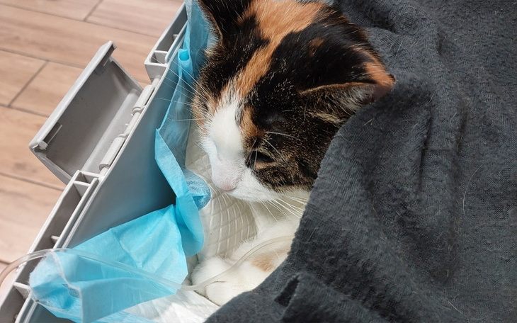 Zbiórka Leczenie porzuconej Misi - zdjęcie główne