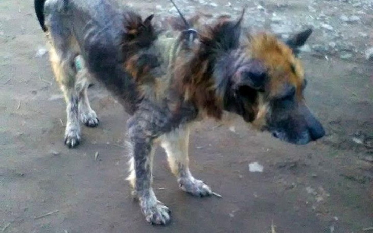 Zbiórka Leczenie i kojec dla NERO! - zdjęcie główne