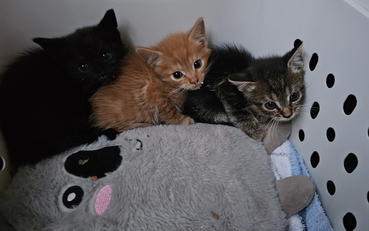 Zbiórka 3sierotki - zdjęcie główne