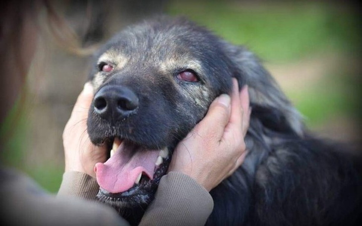 Zbiórka Fundacja człowiek dla zwierząt - zdjęcie główne