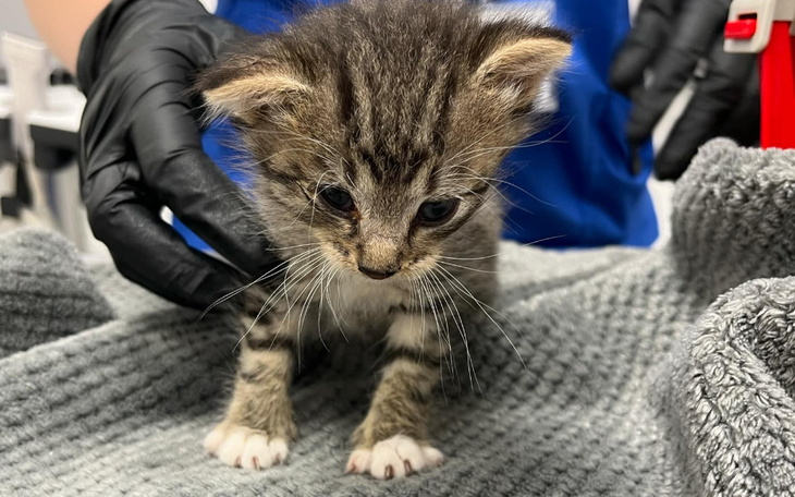 Zbiórka Pomoc dla Jeżyka - zdjęcie główne