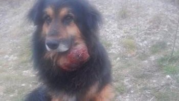 Zbiórka Operacja guza - miniaturka zdjęcia