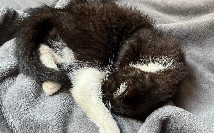 Zbiórka Operacja nogi kota - zdjęcie główne