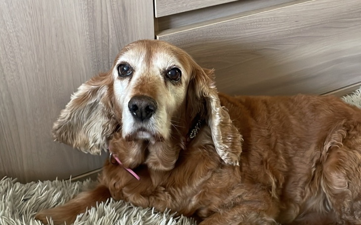 Zbiórka Operacja usunięcia nowotworu - zdjęcie główne