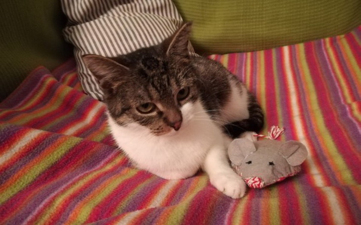 Zbiórka Rehabilitacja kotki Zuzi - zdjęcie główne