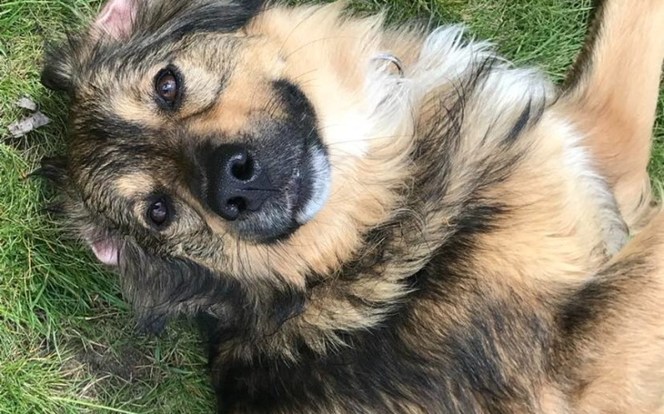 Pies leżący na trawie, zrelaksowany i uśmiechnięty.