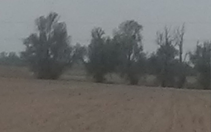 Zbiórka Na dżewa aby ratować powietrze - zdjęcie główne