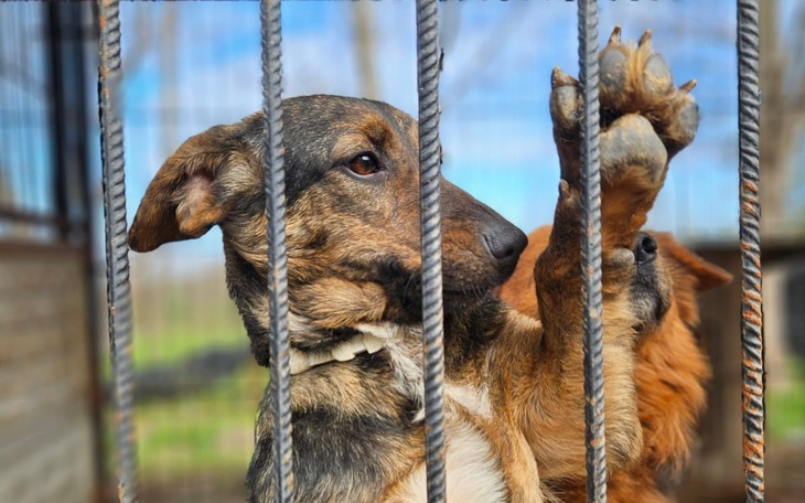 Pies w klatce, wyciągający łapę przez pręty.