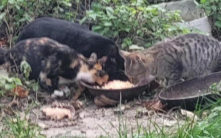 Trzy koty jedzące z miski na zewnątrz.