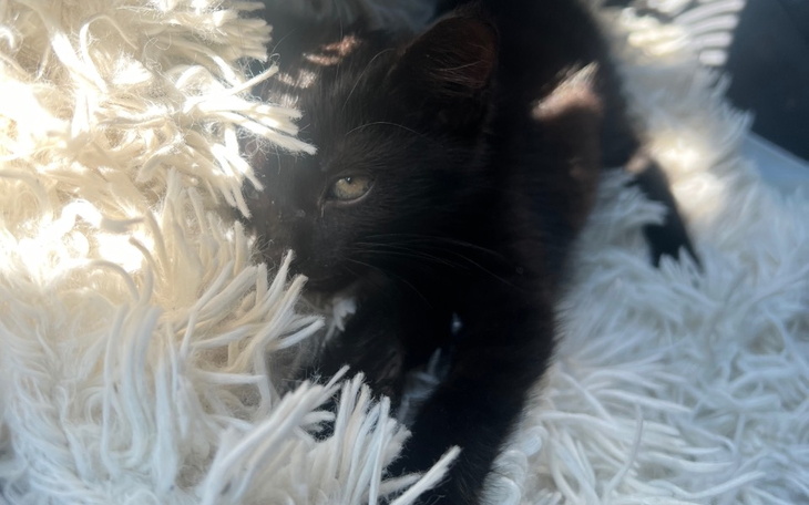 Zbiórka Walka o malucha i kocią rodzinkę - zdjęcie główne