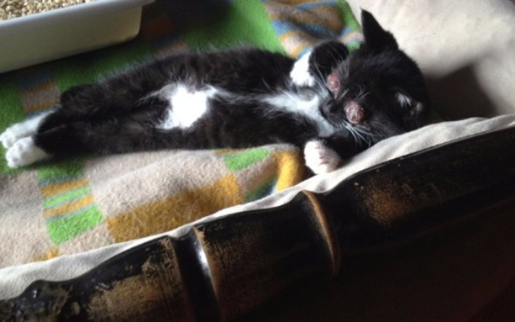 Zbiórka Pomóż przeżyć kotom miejskim! - zdjęcie główne