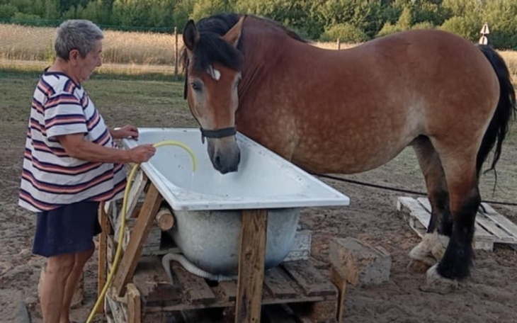 Starsza kobieta podaje wodę koniowi przy zbiorniku.