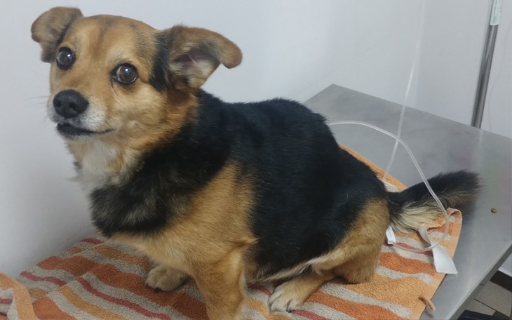 Zbiórka Dializy dla Węża - zdjęcie główne