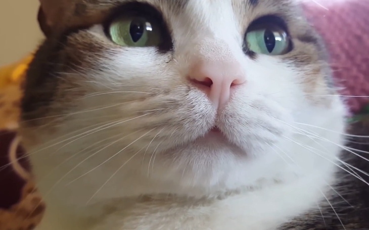 Zbiórka Pomoc mojemu kotu - zdjęcie główne