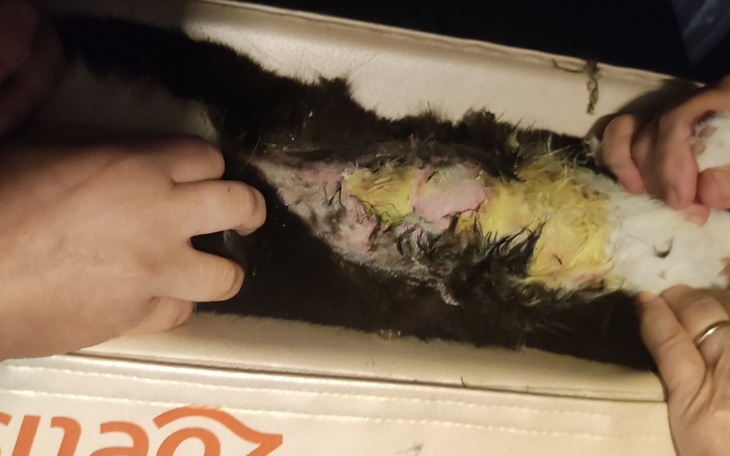 Zbiórka Gasnąca Felicia - zdjęcie główne