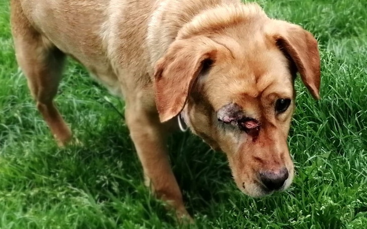 Zbiórka Pomoc dla niewidomej Lucy - zdjęcie główne