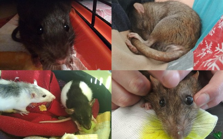 Zbiórka Szczury z Szczurzej Ferajny - zdjęcie główne