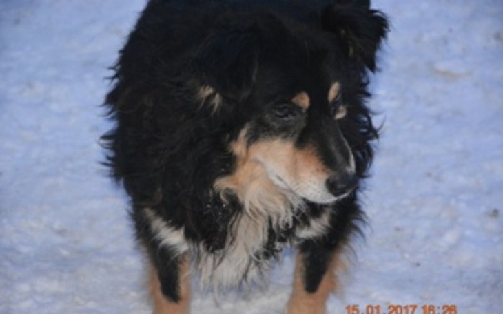 Pies na śniegu, z długim futrem.