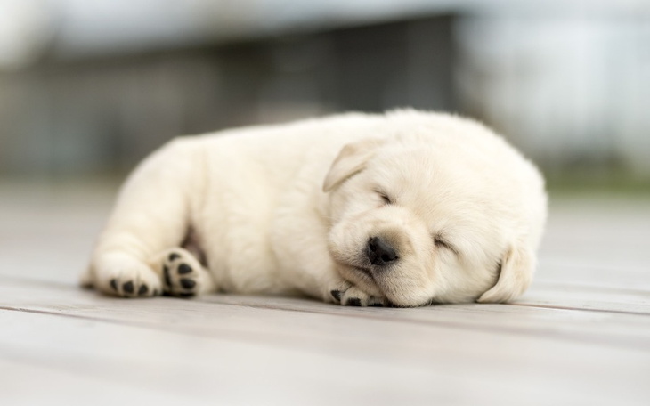 Zbiórka Labrador biszkoptowy - zdjęcie główne