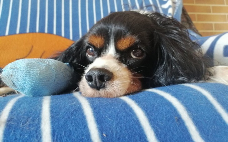 Zbiórka Leczenie i rehabilitacja Rufiego - zdjęcie główne