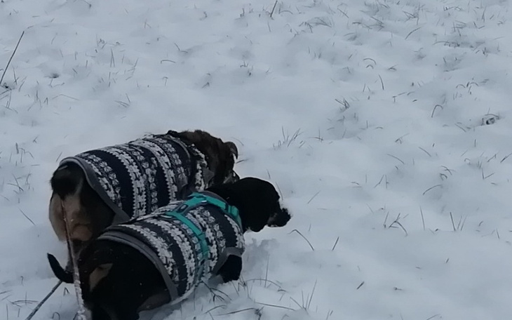 Zbiórka Na przewóz pupilów do Kanady - zdjęcie główne