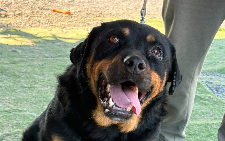 Radosny pitbull leżący na trawie, uśmiechnięty, z szeroko wystawionym językiem
