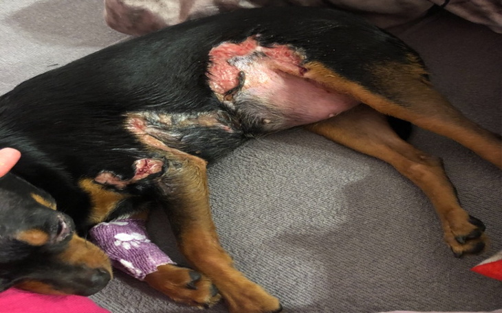 Zbiórka Uratować życie bułeczki - zdjęcie główne