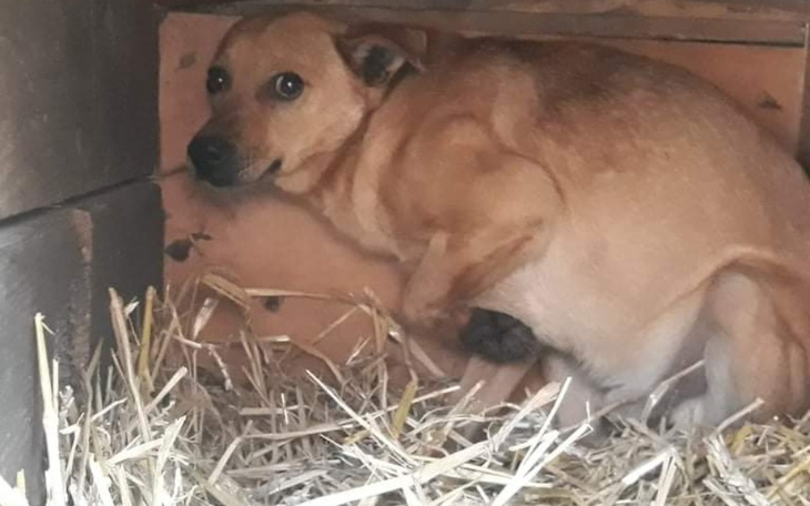 Zbiórka Transport oraz hotelowanie Lolka - zdjęcie główne