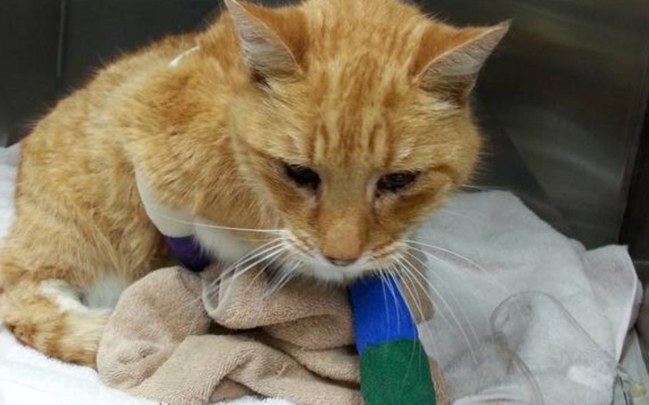 Zbiórka Pomoc dla Demonka - zdjęcie główne