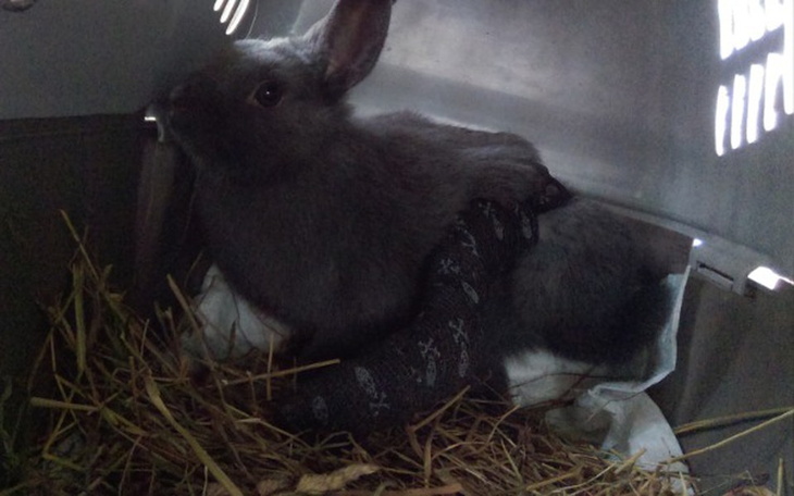 Zbiórka Leczenie Lucy - zdjęcie główne