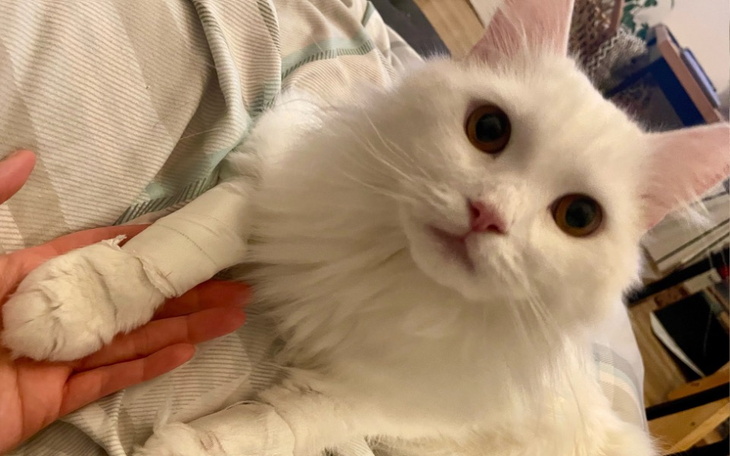 Zbiórka Leki ratujace zycie kota - zdjęcie główne