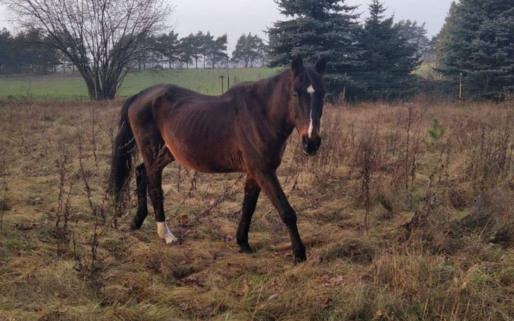 Koń spacerujący po łące w otoczeniu drzew.