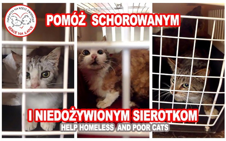 Zbiórka Kocie Nieszczęścia - zdjęcie główne