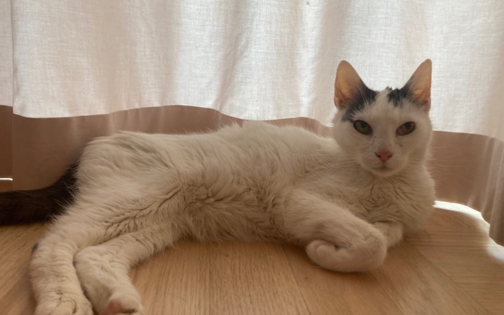 Zbiórka Feluś chory na FIP - zdjęcie główne