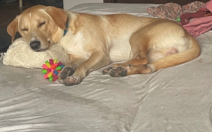 Zbiórka Operacja dla chorego psa - zdjęcie główne