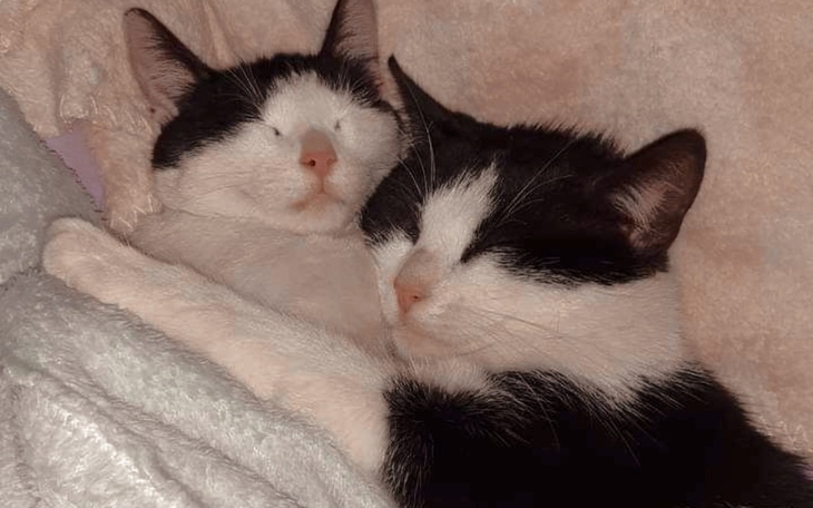 Zbiórka Na karmę dla kotków pani Marleny - zdjęcie główne