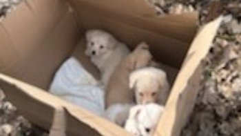 Zbiórka Porzucone w lesie w kartonie. - miniaturka zdjęcia