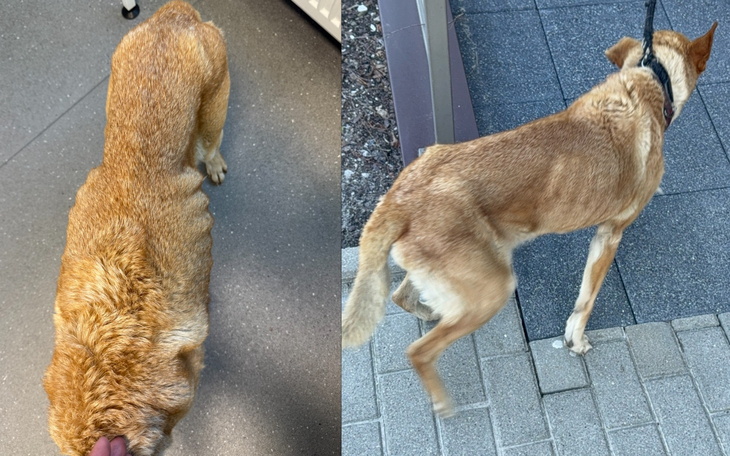 Pies w ruchu na chodniku.