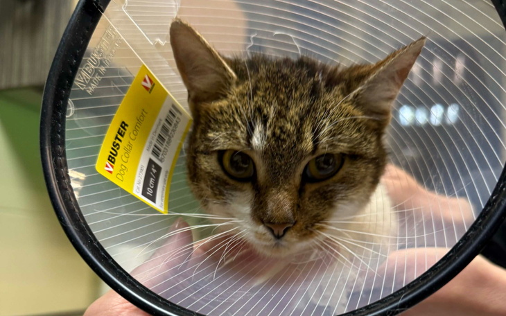 Kot w kołnierzu ochronnym, wygląda na zmartwionego.