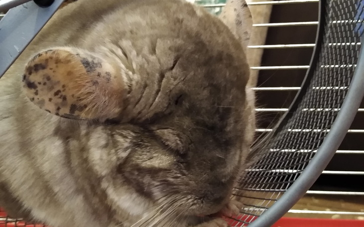 Zbiórka Na większą klatkę dla szynszylka - zdjęcie główne