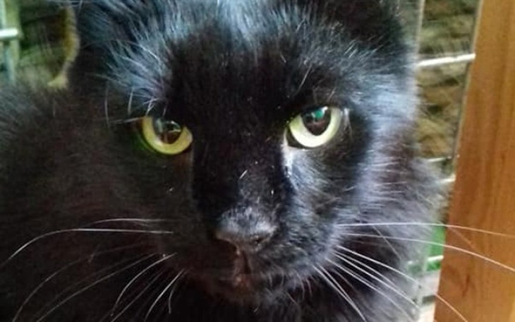 Zbiórka Potrzebne wsparcie dla Ramzesa - zdjęcie główne