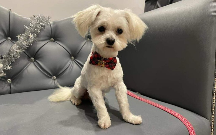 Zbiórka Dziękujemy za pomoc Romeo - zdjęcie główne