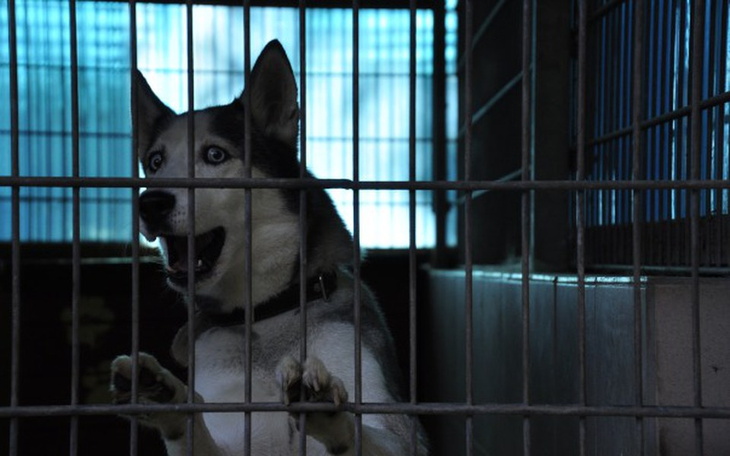 Zbiórka Na nowe legowiska dla Ciapków - zdjęcie główne