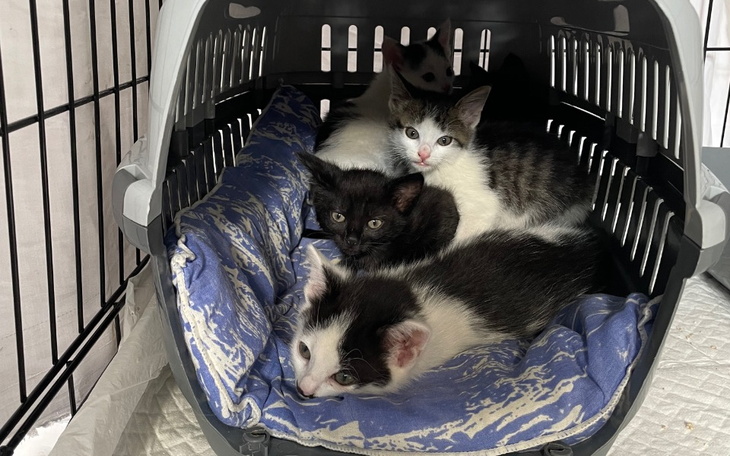 Zbiórka Kotki ze złomowiska - zdjęcie główne