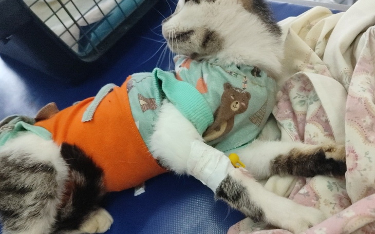 Zbiórka Na ratunek dwóm bezdomnym kotkom - zdjęcie główne